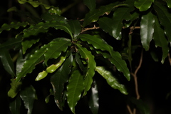 Actephila mooreana