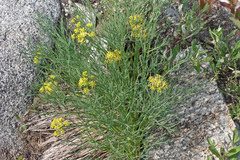 Lomatium graveolens graveolens