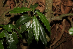 Actephila mooreana