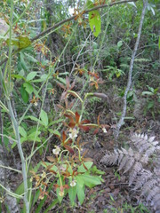 Prosthechea michuacana