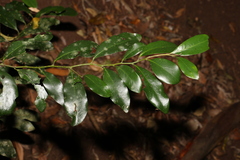 Diospyros australis