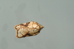 Acleris cervinana