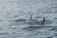 Tursiops aduncus