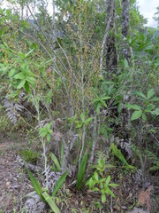 Prosthechea michuacana