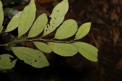 Diospyros australis
