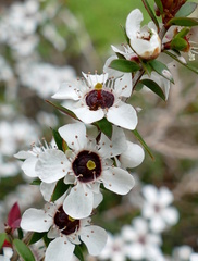 Leptospermum lanigerum