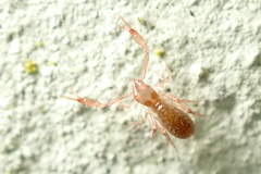 Chthoniidae