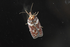Acleris celiana