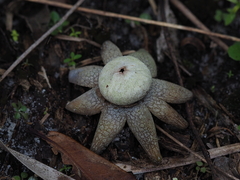 Astraeus hygrometricus