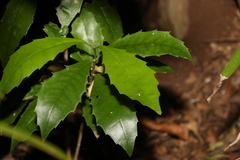 Polyosma cunninghamii