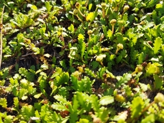 Leptinella dioica