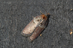 Acleris celiana