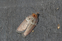 Acleris celiana