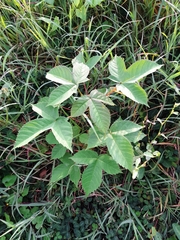 Cochlospermum vitifolium