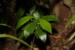 Polyosma cunninghamii