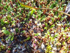 Crassula moschata