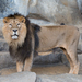 Panthera leo leo - Photo (c) Avda, μερικά δικαιώματα διατηρούνται (CC BY-SA)