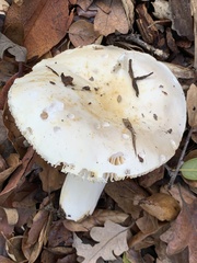 Russula cremoricolor