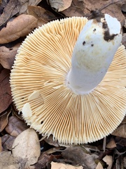 Russula cremoricolor