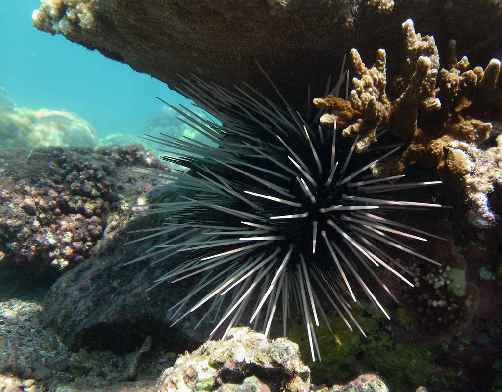 Banded sea urchin