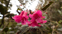Rhododendron rugosum