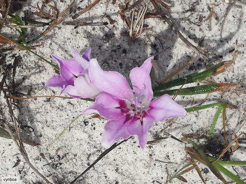 Babiana nana