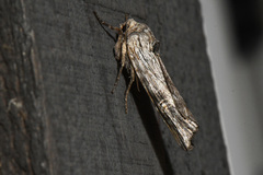 Lithomoia germana