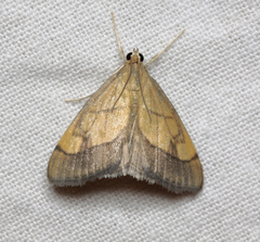 Evergestis limbata