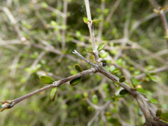Coprosma obconica