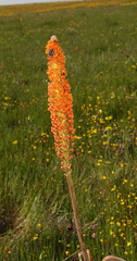 Bulbinella latifolia doleritica
