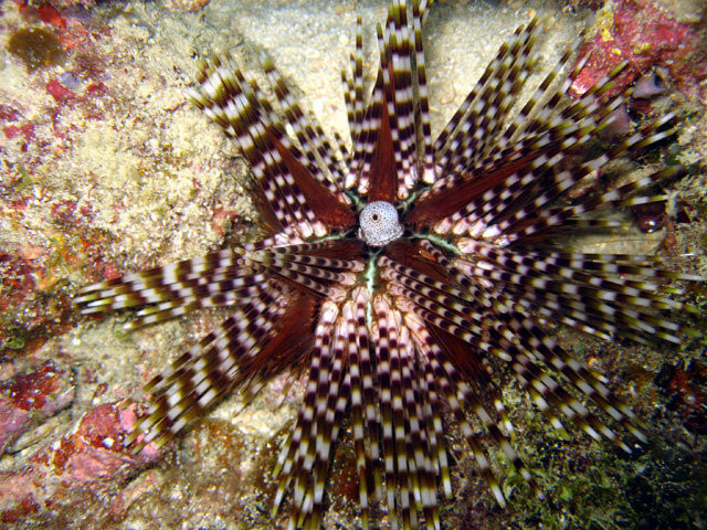 banded sea urchin