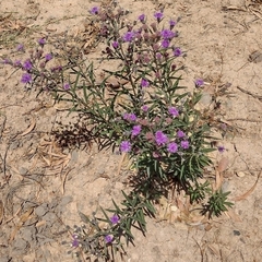 Lessingianthus rubricaulis