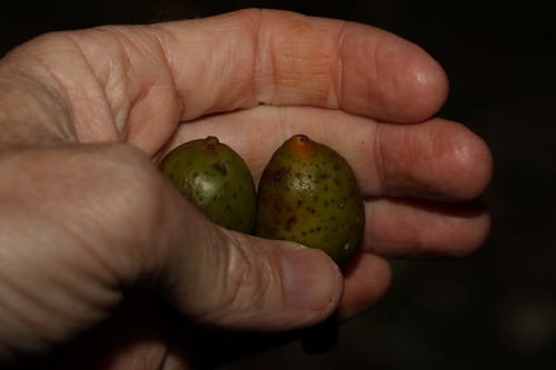 Image of Ficus watkinsiana by (c) Greg Tasney, some rights reserved (CC BY-SA)