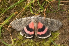 Catocala concumbens