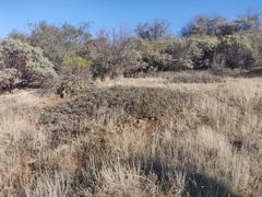Ceanothus roderickii