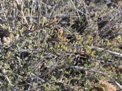 Ceanothus roderickii