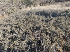 Ceanothus roderickii