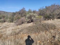Ceanothus roderickii