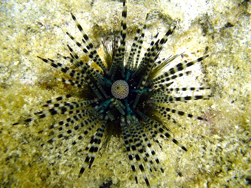 Banded sea urchin