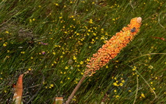 Bulbinella latifolia doleritica