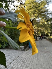 Tithonia diversifolia