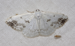 Lomographa temerata