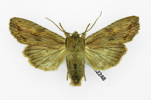 Pale Pinion