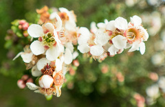 Leptospermum recurvum