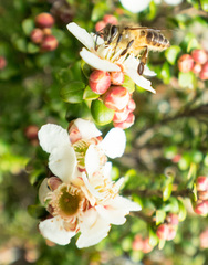 Leptospermum recurvum
