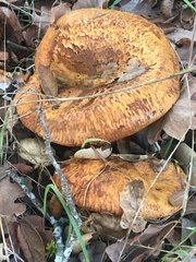Omphalotus olivascens