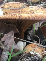 Omphalotus olivascens