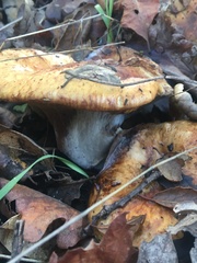 Omphalotus olivascens