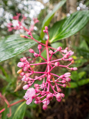Medinilla speciosa