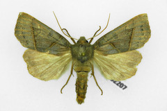Mesogona oxalina